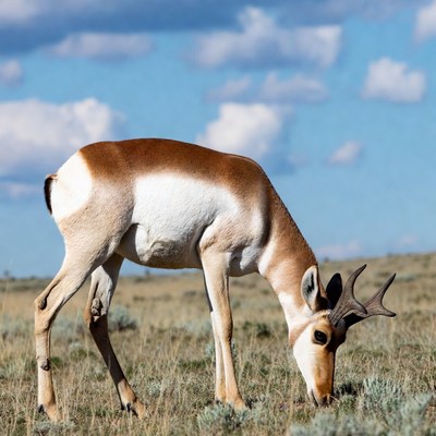 Pronghorn antelope grazing in grassland