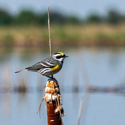 Yellow-rumped Warbler on reed