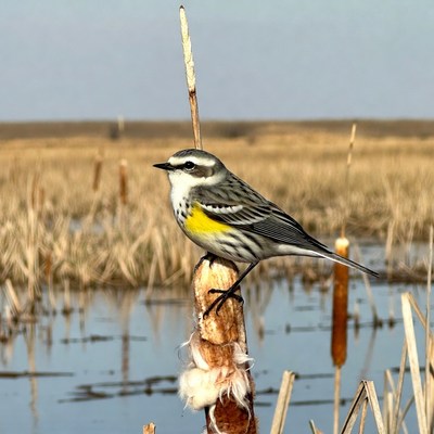 Yellow-rumped Warbler on cattail