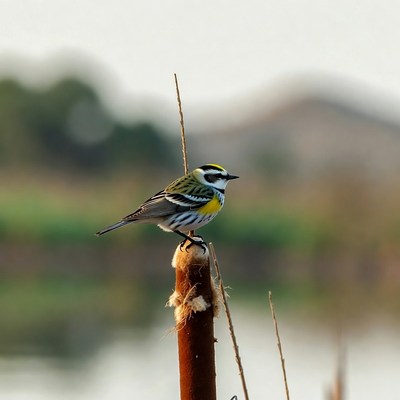 Yellow-throated Warbler on Reed