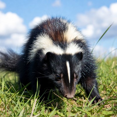 Skunk in green grass