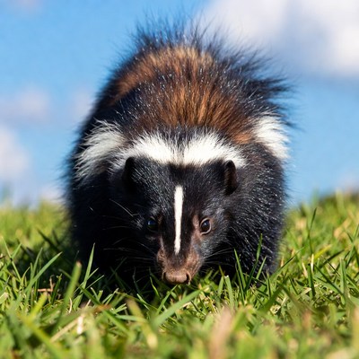 Skunk standing in green grass