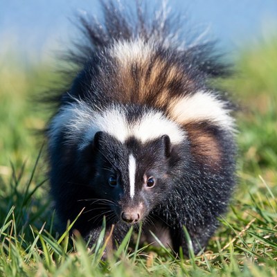 Striped Skunk in Grass
