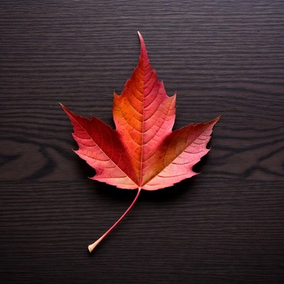 Red Maple Leaf on Dark Wood