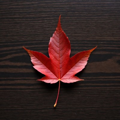 Red maple leaf on wood