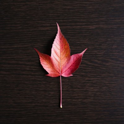 Red maple leaf on wood