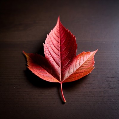 Red Maple Leaf on Dark Wood