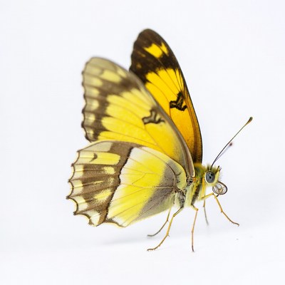 Yellow butterfly with black wings