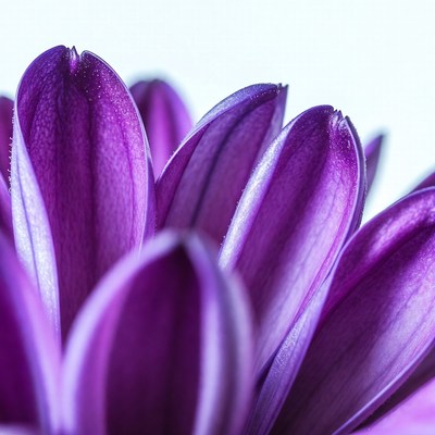 Purple Daisy Petals Closeup