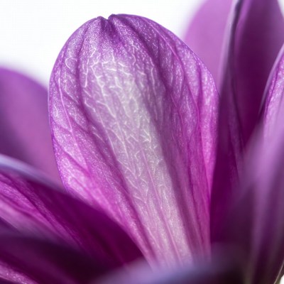 Purple Flower Bud Closeup