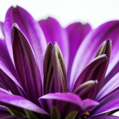 Purple Daisy Flower Closeup
