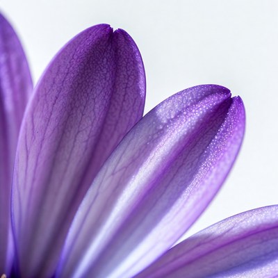 Purple Daisy Petals Closeup