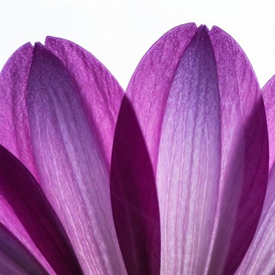 Purple Gerbera Daisy Petals Closeup
