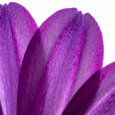 Purple Flower Petals Closeup