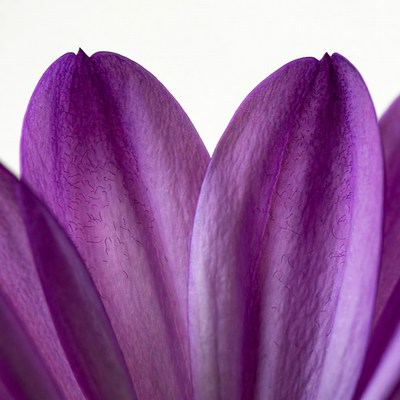 Purple Daisy Petals Close-Up