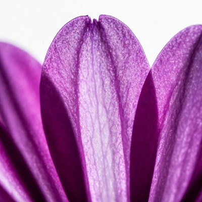 Purple Flower Petals Close-Up