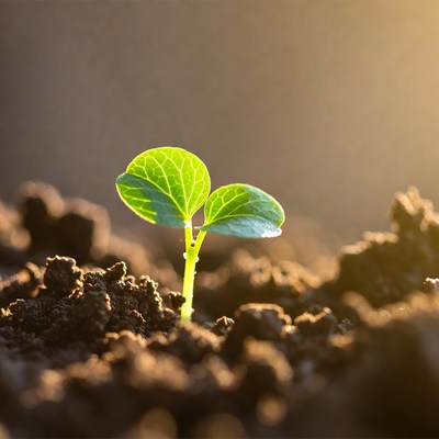 Green seedling sprouting from soil