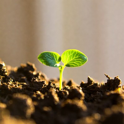 Green seedling sprouting from soil