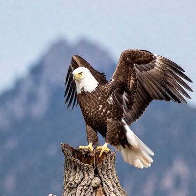 Bald eagle perched on stump