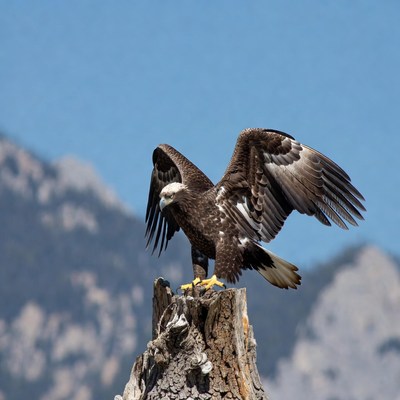 Bald eagle perched on stump