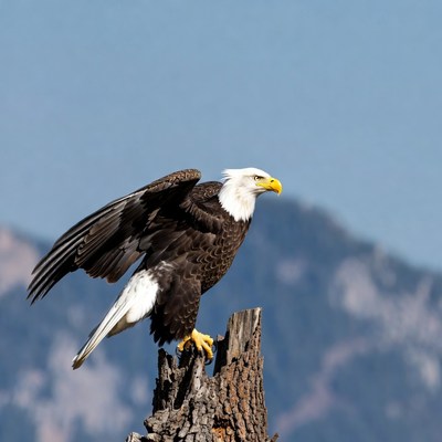 Bald eagle perched on wooden stump