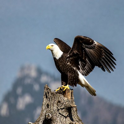 Bald Eagle Perched on Stump