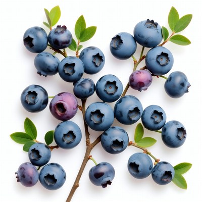 Fresh blueberries on branch