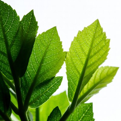 Green serrated leaves on white background