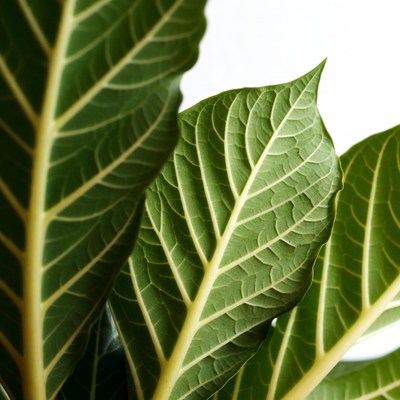 Green leaves with white veins