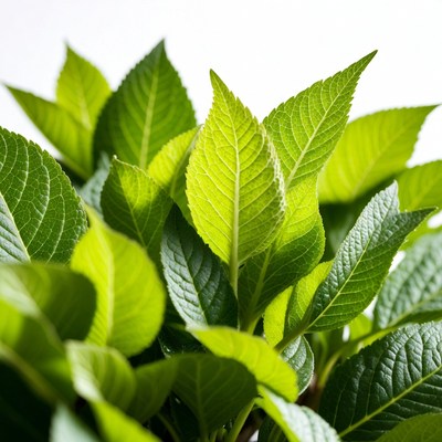 Close-up of vibrant green serrated leaves