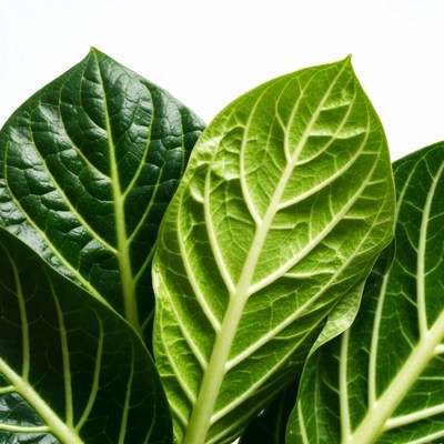 Vibrant Green Plant Leaves