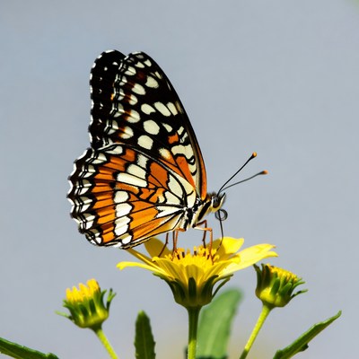 Orange Butterfly on Yellow Flower