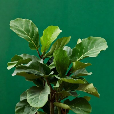 Fiddle Leaf Fig Plant Green Background