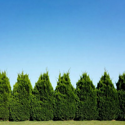 Row of Green Conifer Trees Against Blue Sky