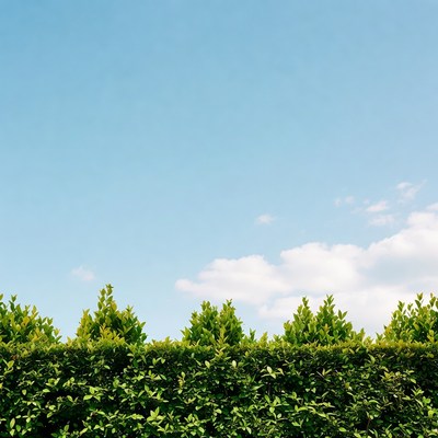 Green hedge against blue sky