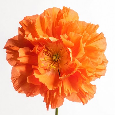 Vibrant Orange Poppy Flower