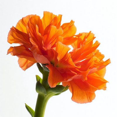 Orange Carnation Flower on White Background