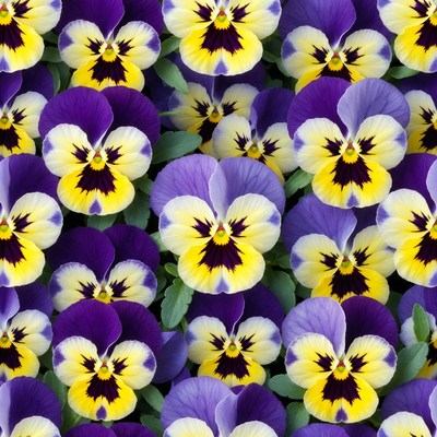 Purple and Yellow Pansy Flowers