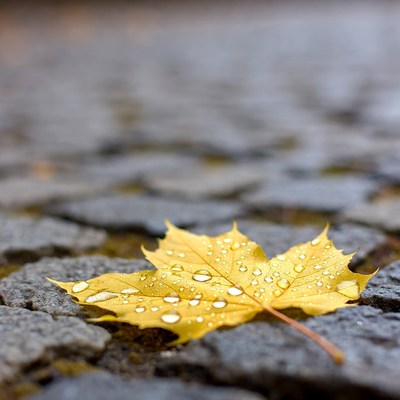Yellow Maple Leaf with Water Droplets