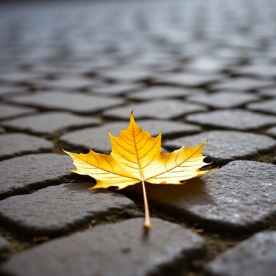 Yellow maple leaf on cobblestone