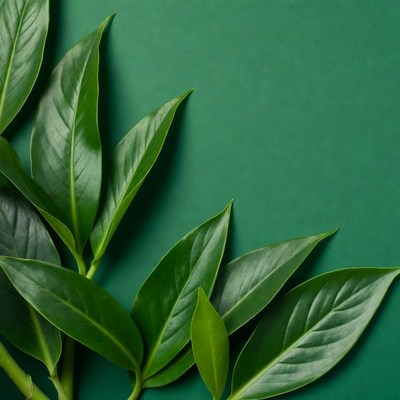 Green leaves on emerald background