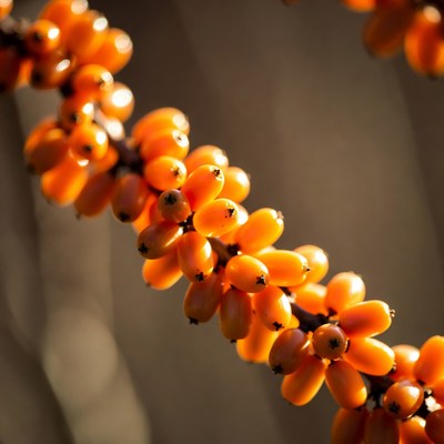 Bright Orange Berries on Branch