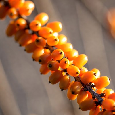 Orange Berries on Branch