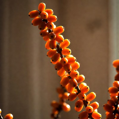 Orange Berries on Stem