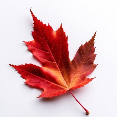 Red Maple Leaf on White