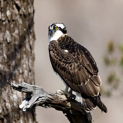 Osprey perched on branch