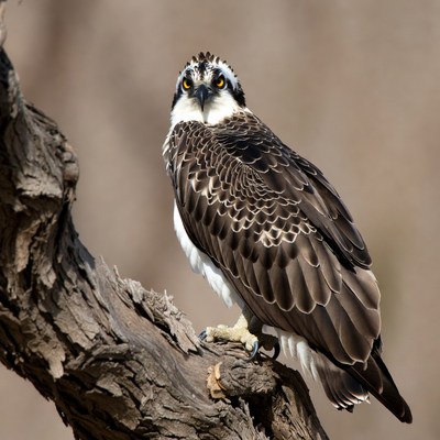 Osprey perched on tree branch