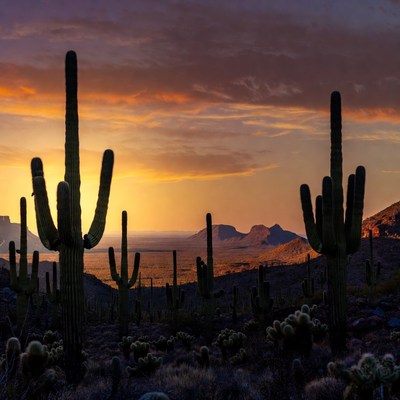 Saguaro Cacti at Sunset