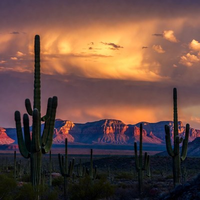 Saguaro Cacti at Sunset with Mountains