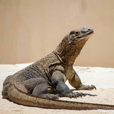 Komodo dragon on sandy ground